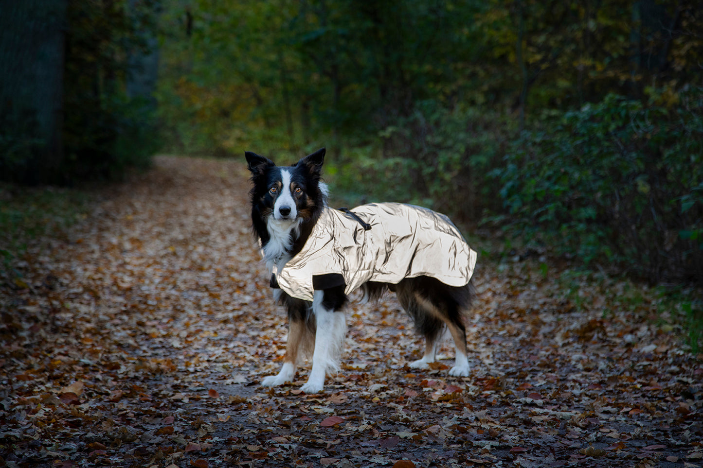 Dogman Reflextäcke Ralf Light