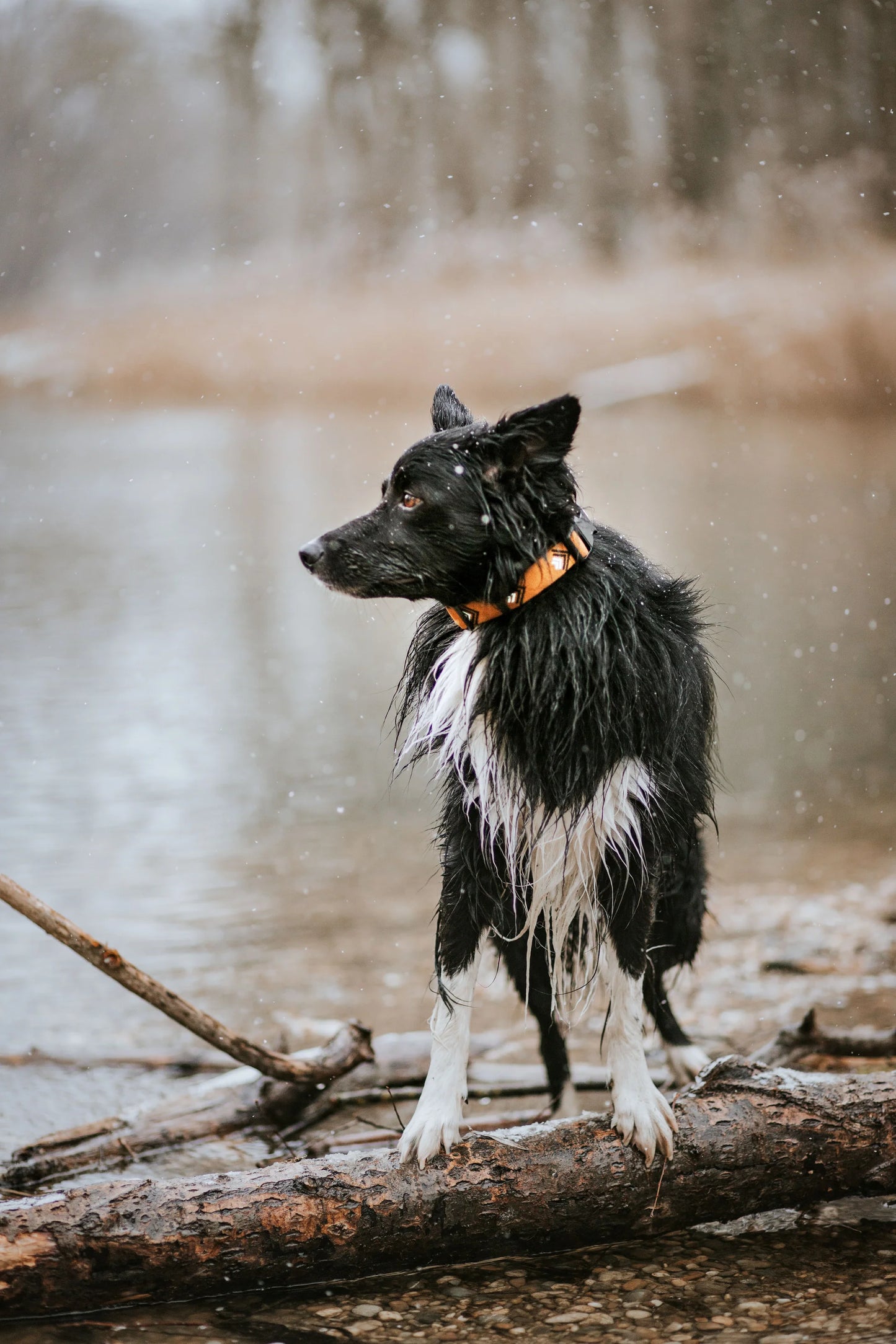 Woolly Wolf Halsband Sea to Summit