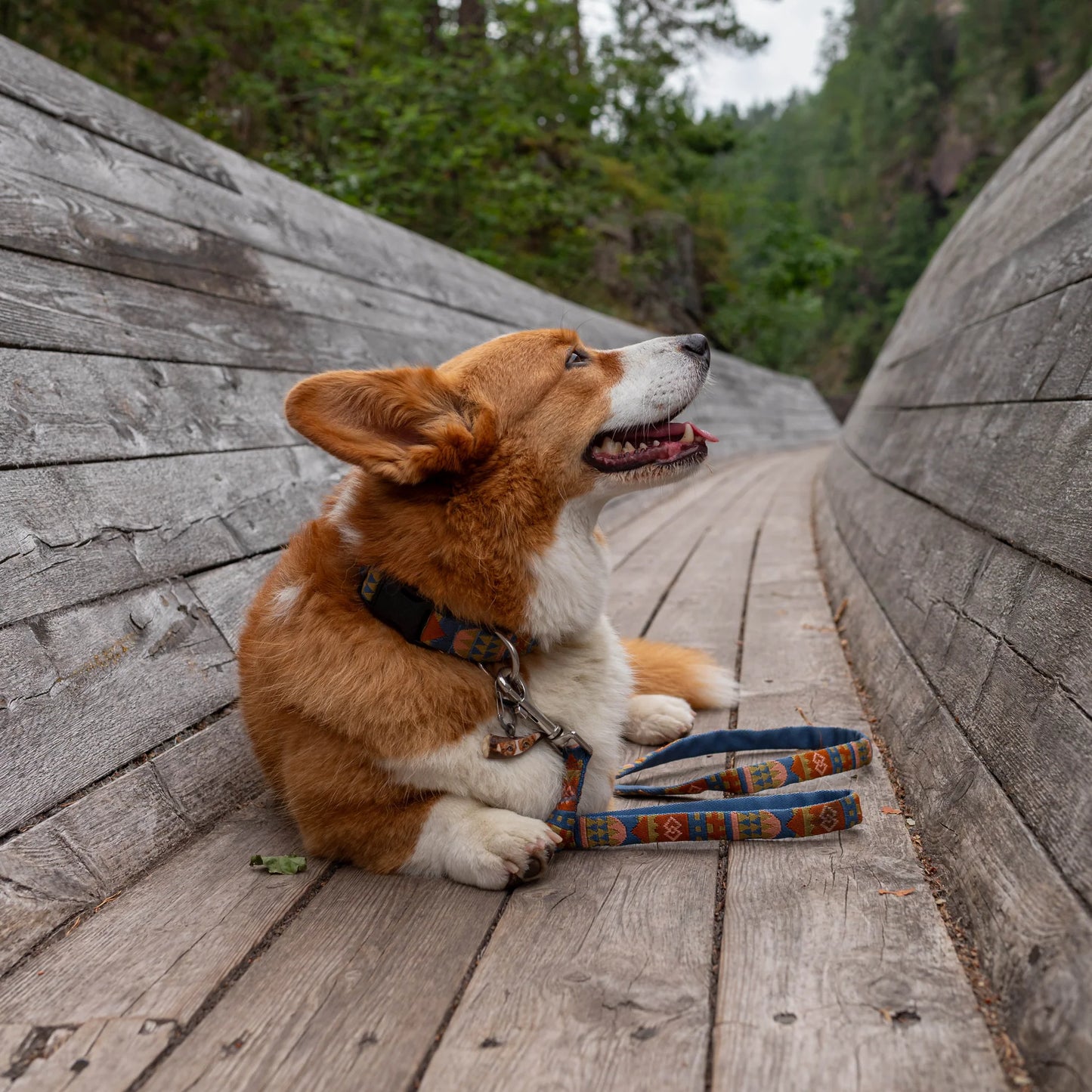 Woolly Wolf Halsband Nightless Night