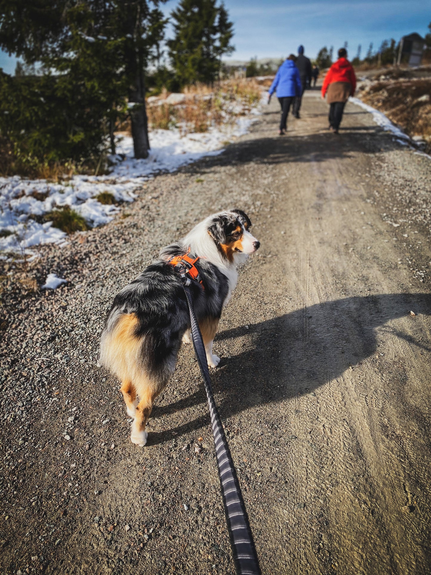 Non-stop Dogwear Touring Bungee Black 23mm