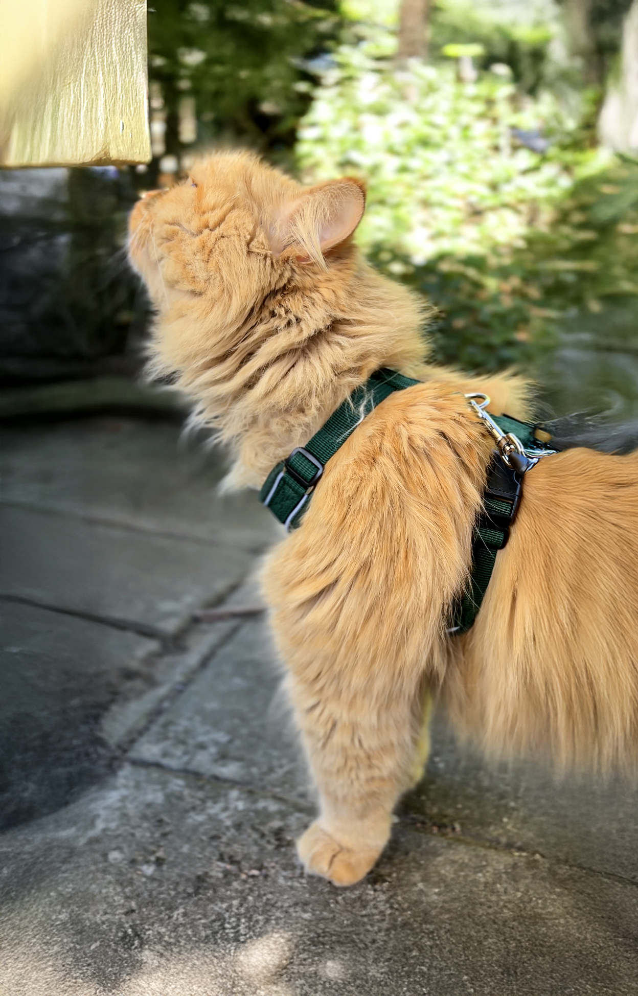 Dogman Air Mesh Sele för Katt Grön
