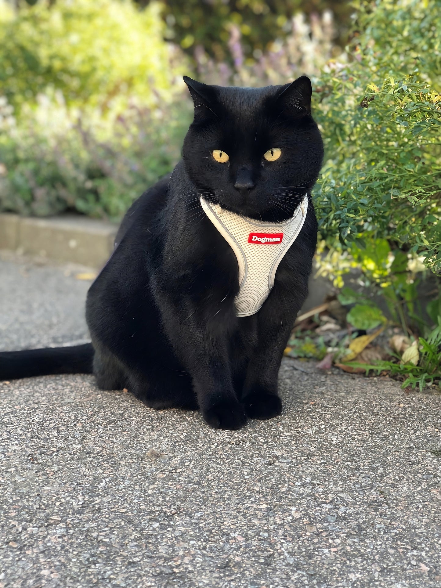 Dogman Air Mesh Sele för Katt Beige
