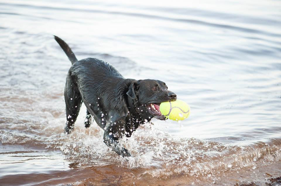 Kong Airdog Football