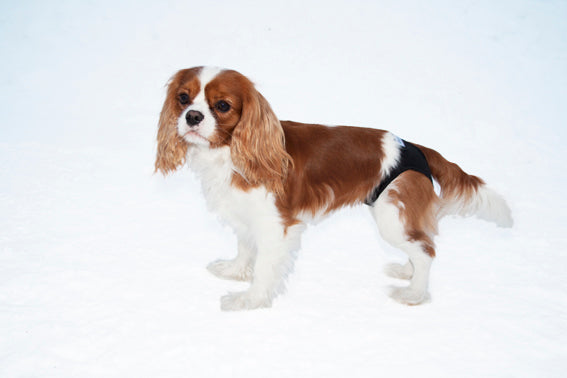 Petnation Tikskydd