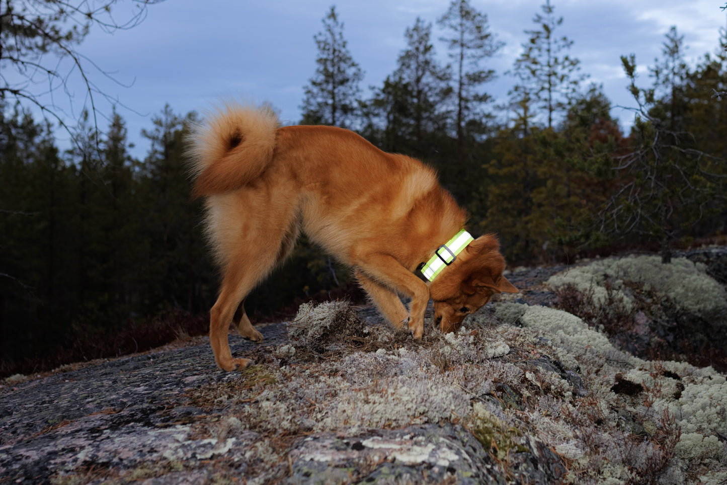 Rukka Pets Note Neck Collar