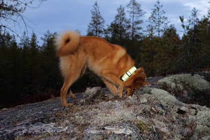 Rukka Pets Note Neck Collar