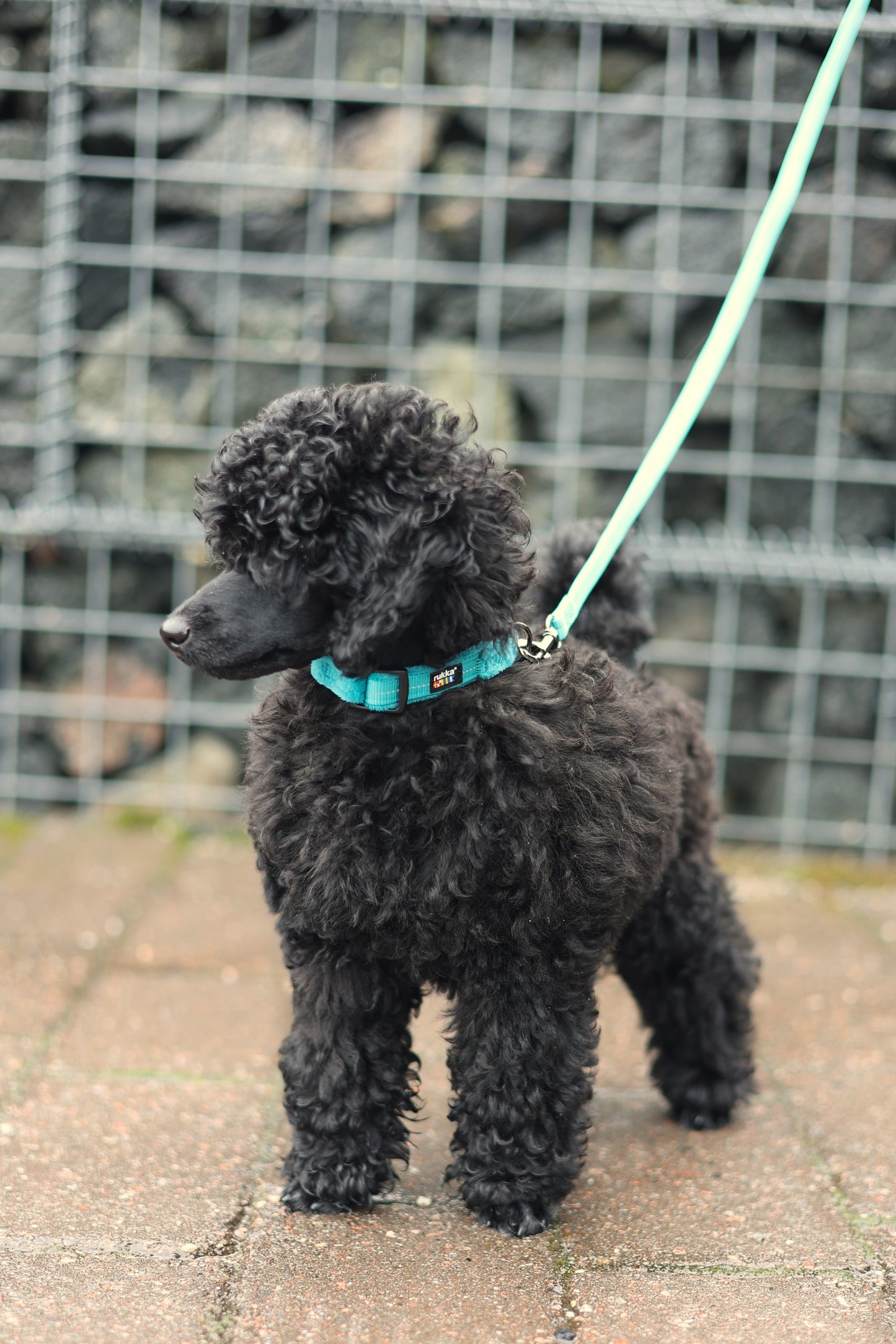 Rukka Pets Tiny Collar Ocean