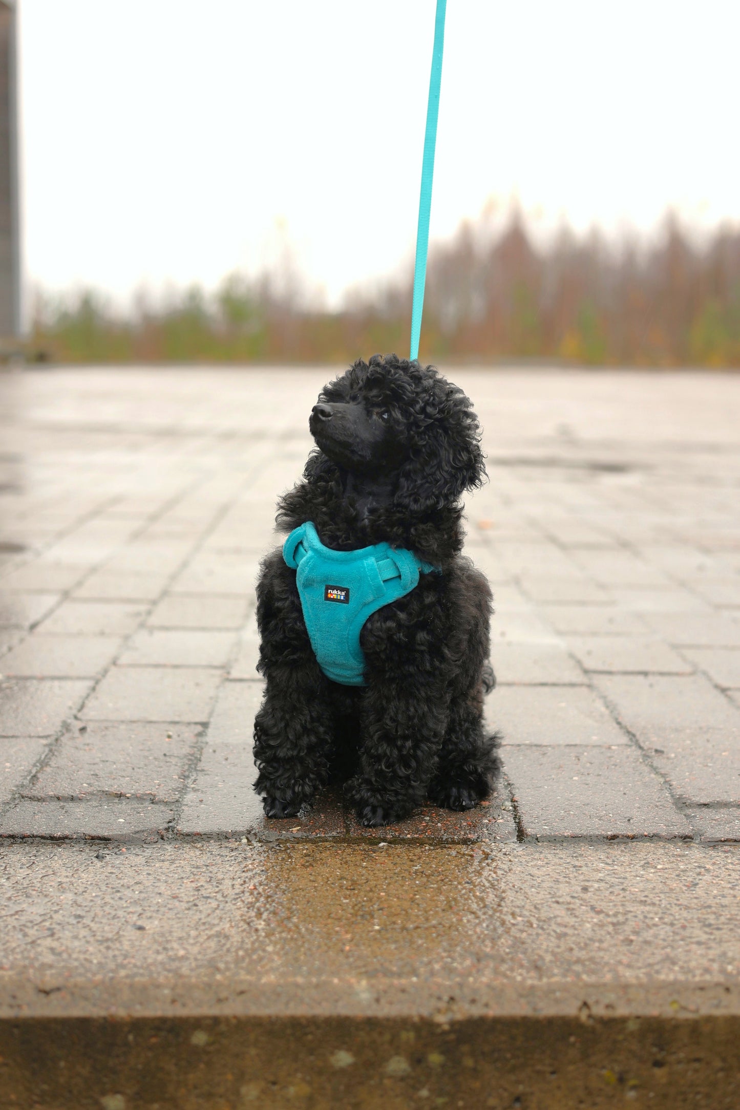 Rukka Pets Tiny Harness Ocean