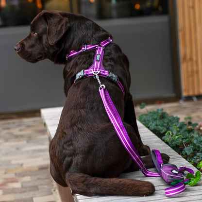 Dog Copenhagen Walk Air Harness Purple Passion