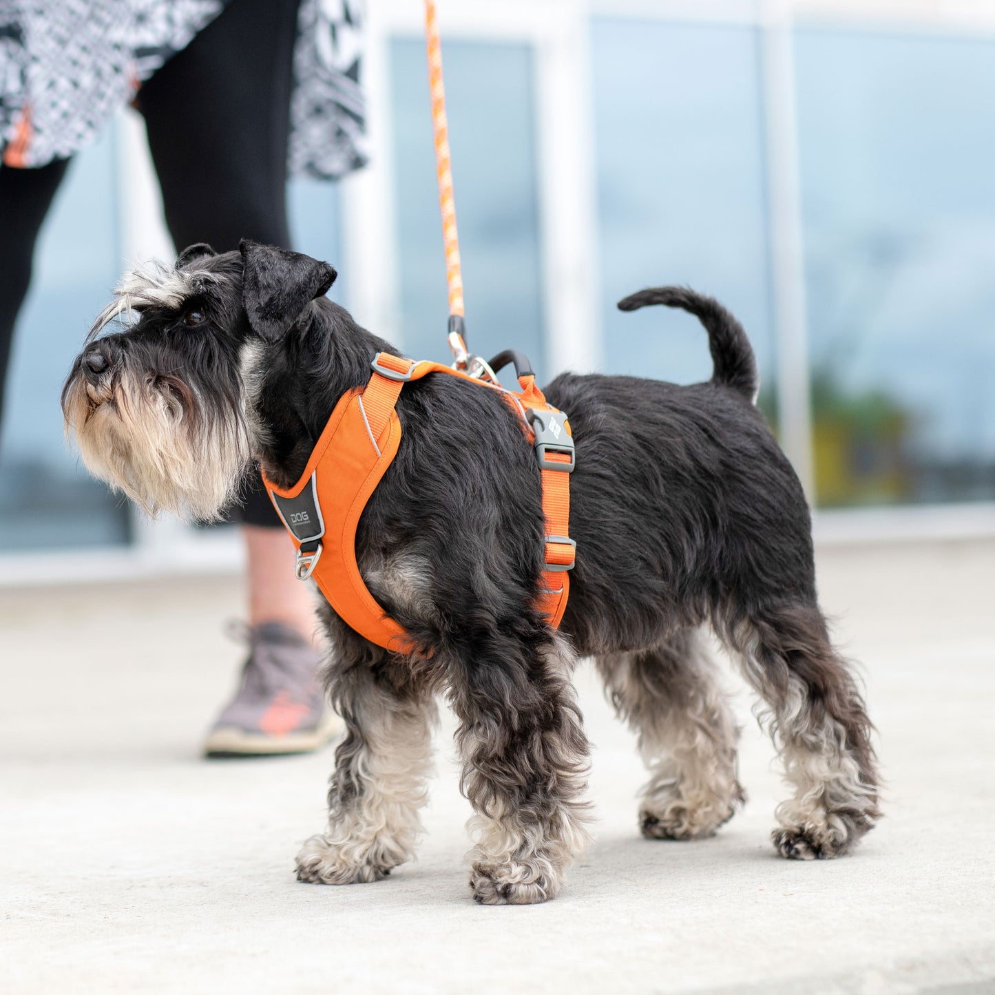 Dog Copenhagen Walk Pro Harness Black