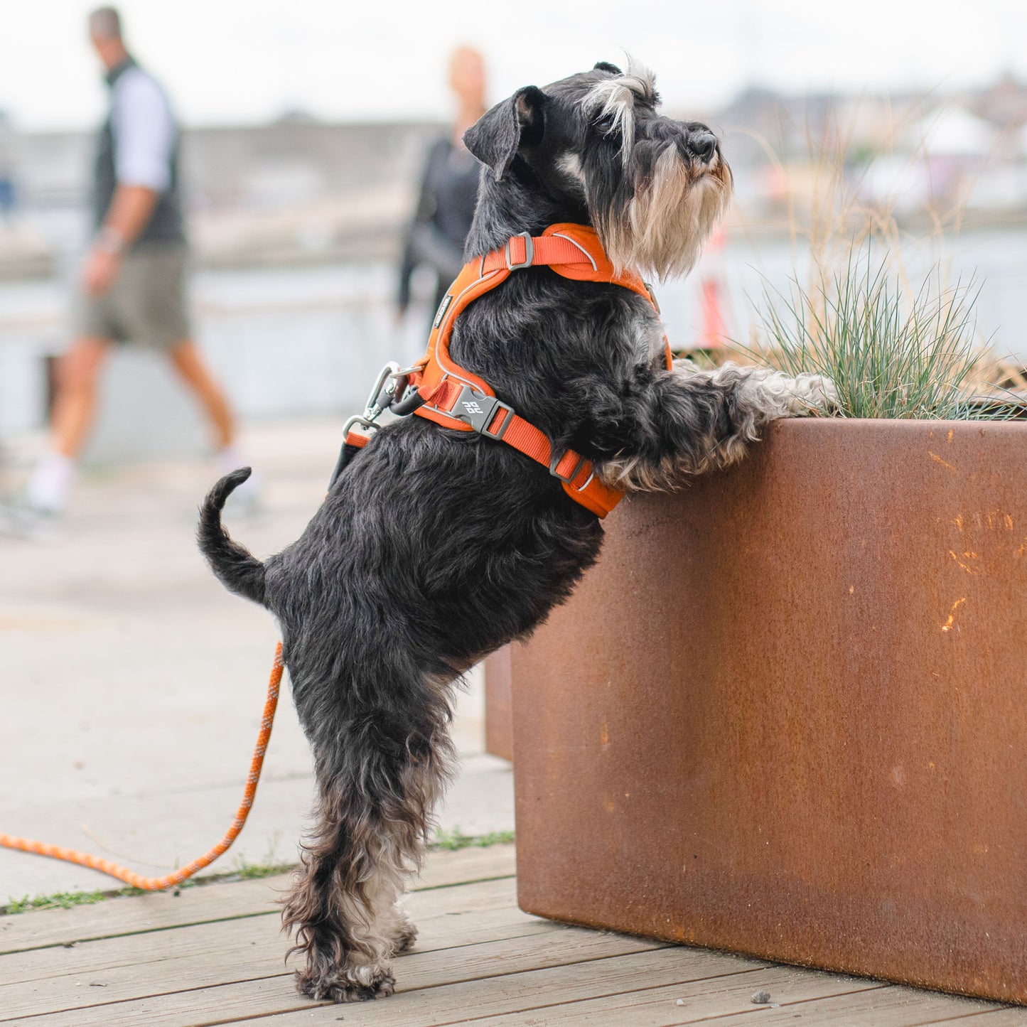 Dog Copenhagen Walk Pro Harness Black