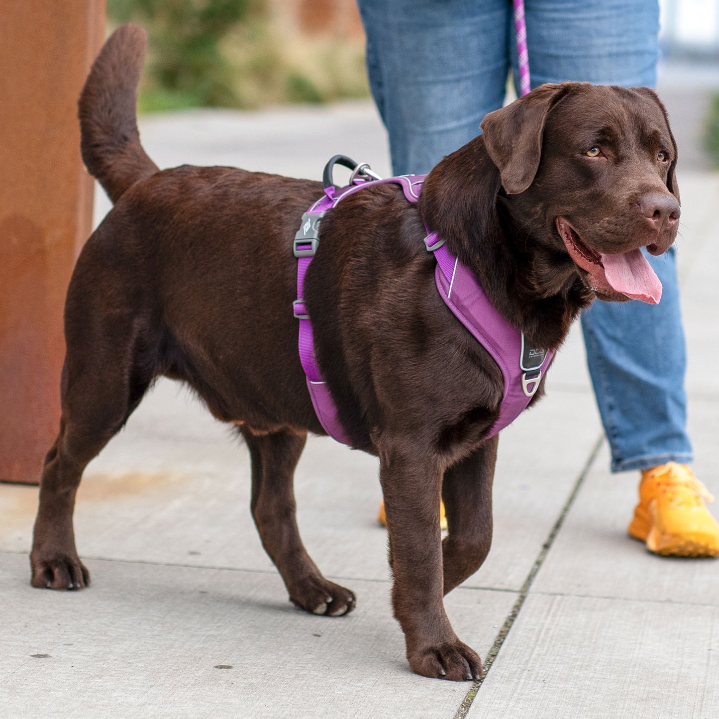 Dog Copenhagen Walk Pro Harness Black