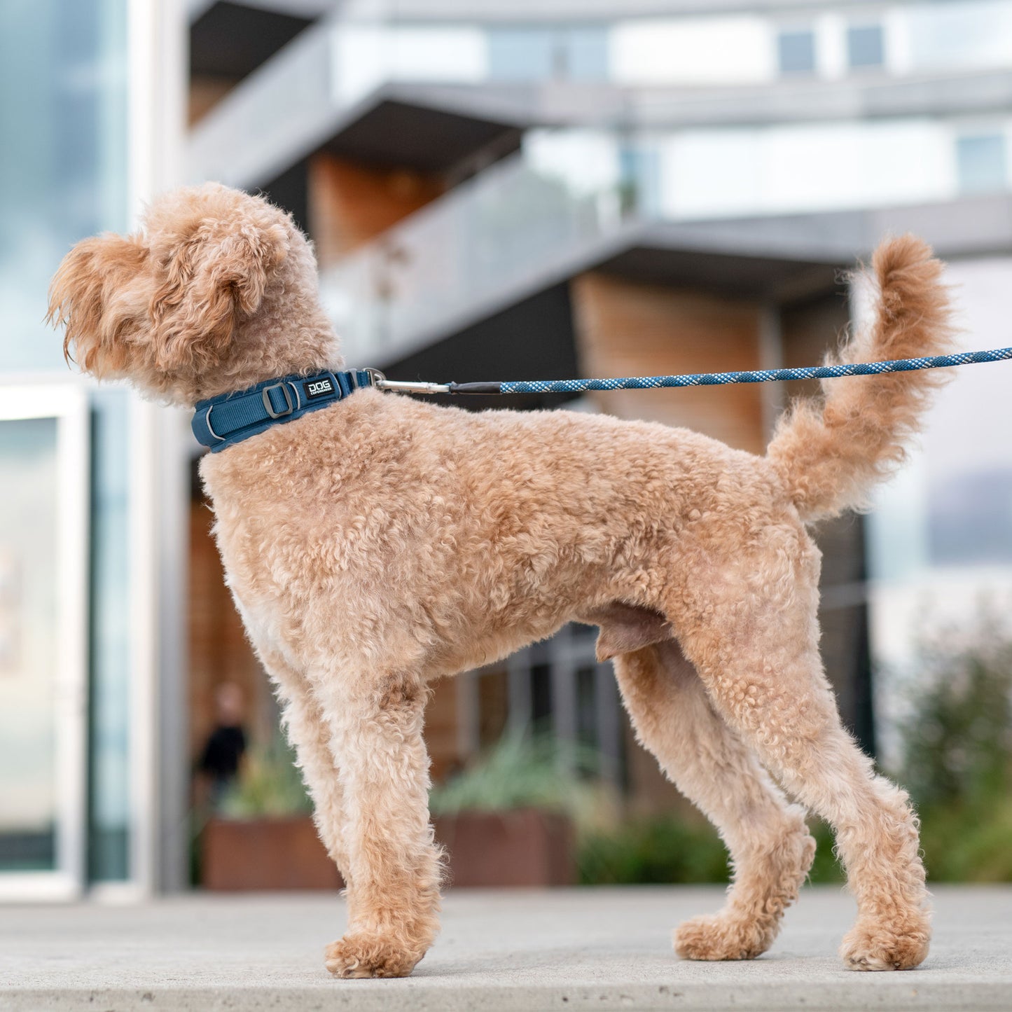 Dog Copenhagen Urban Explorer Collar Black