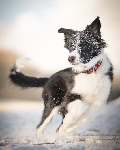 Woolly Wolf Halsband Polar Night