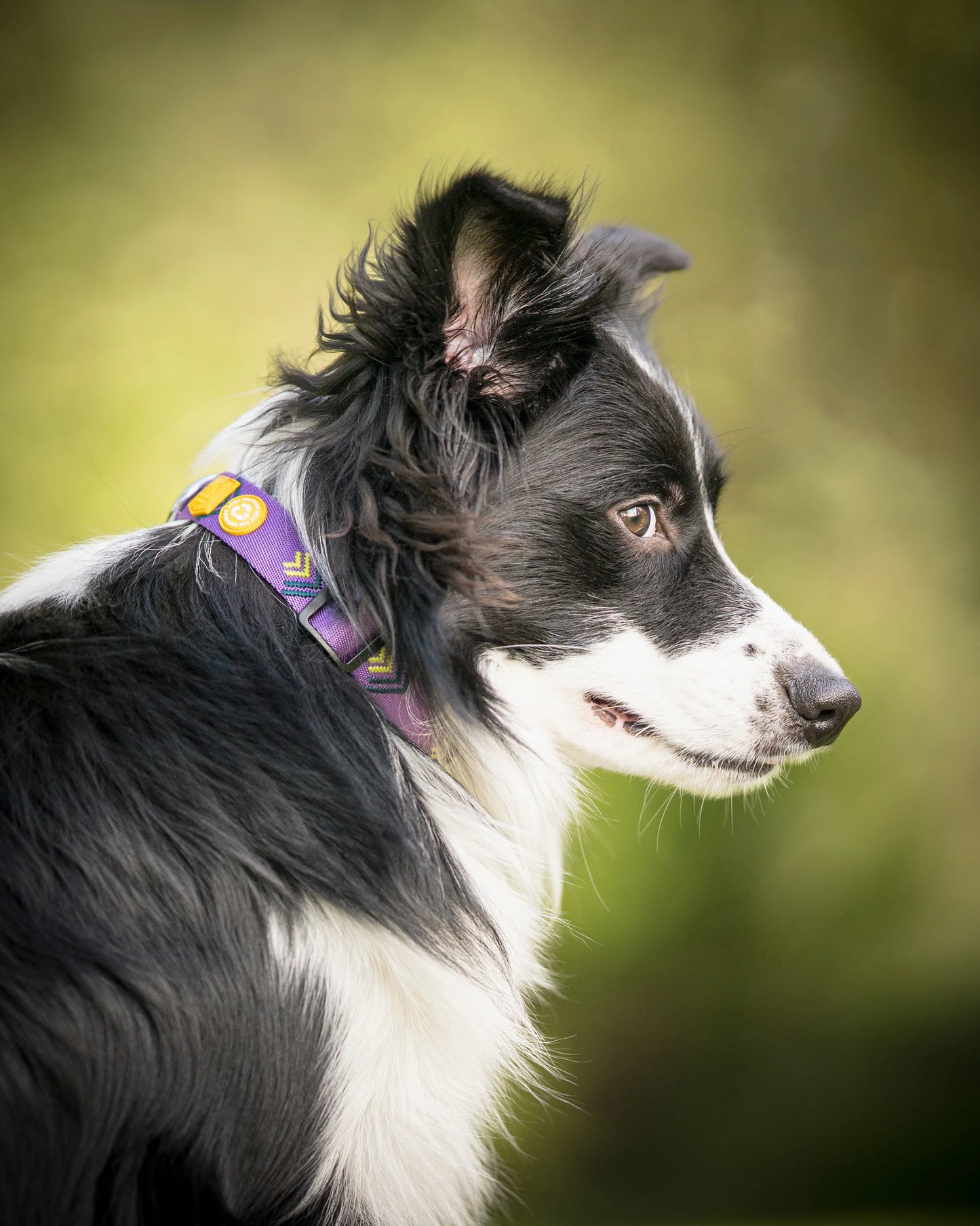 Woolly Wolf Halsband Nothern Lights