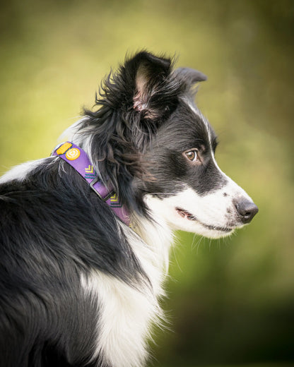 Woolly Wolf Halsband Nothern Lights