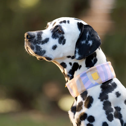 Woolly Wolf Collar Sea to Summit