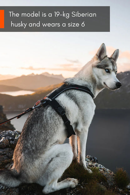 Non-stop Dogwear Line harness 5.0 Orange