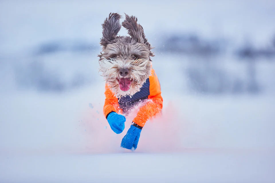 Non-stop Dogwear Long Distance Bootie