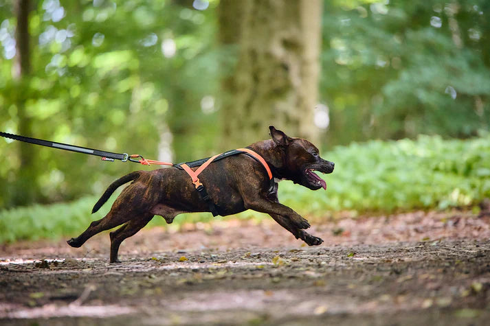 Non-stop Dogwear Rush Harness Orange