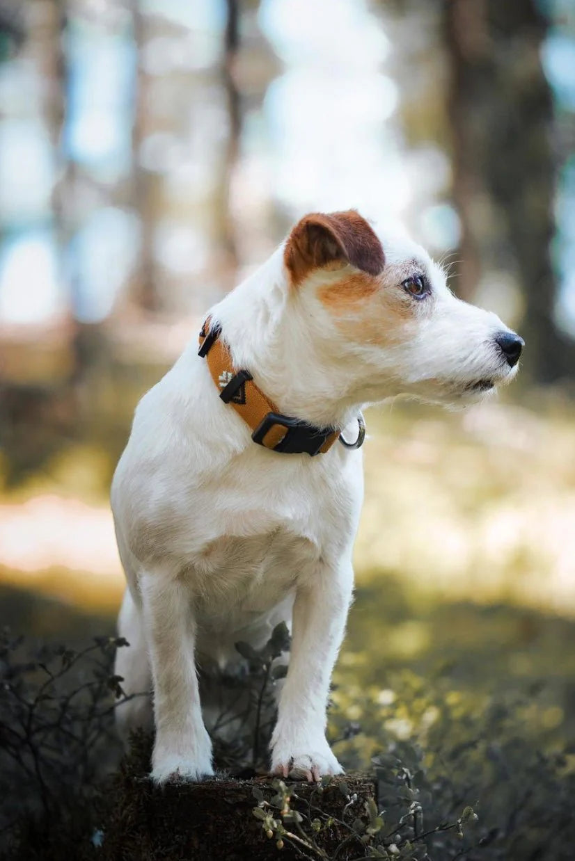 Woolly Wolf Halsband Sea to Summit