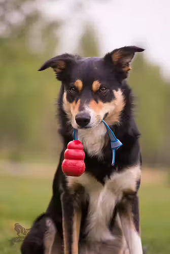 Doggie-Zen Sure Grip KONG Classic-Kampis M