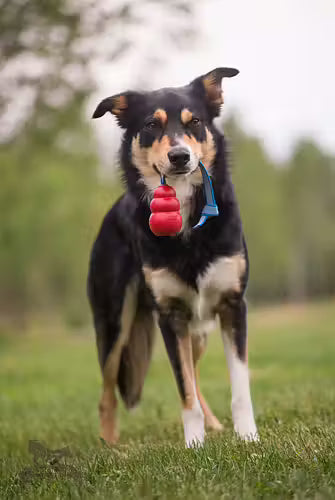 Doggie-Zen Sure Grip KONG Classic-Kampis M