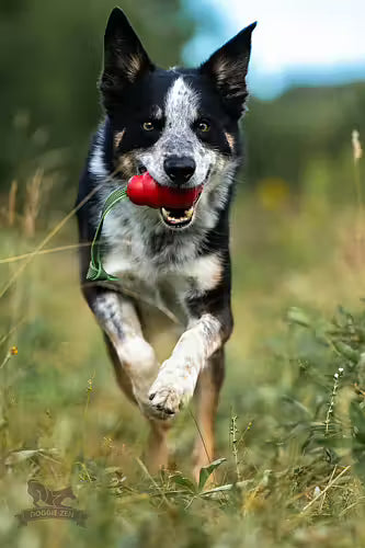 Doggie-Zen Sure Grip KONG Classic-Kampis M