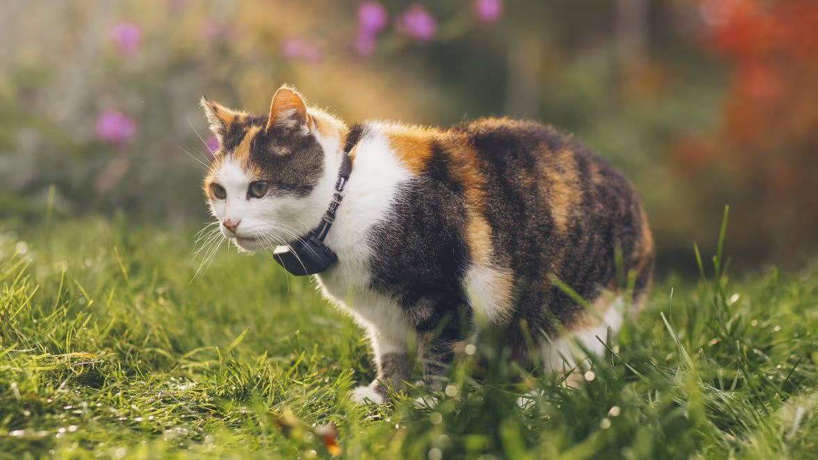 Tractive GPS Cat Mini