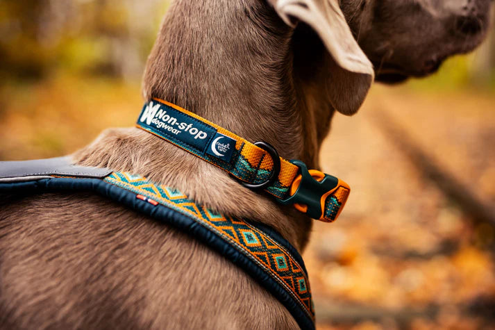 Non-stop Dogwear Trail Quest Collar Rachel Pohl Edition Teal/Oak