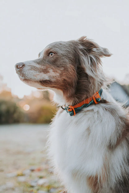 Non-stop Dogwear Trail Quest Collar Rachel Pohl Edition Teal/Oak